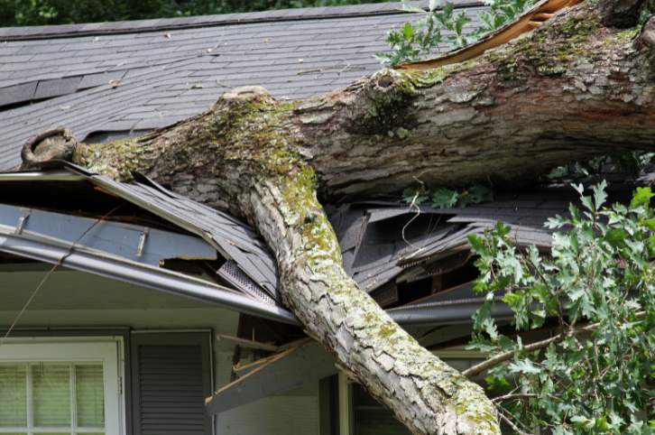 A large tree limb fallen onto a house roof, causing significant structural damage to the shingles and eaves.
