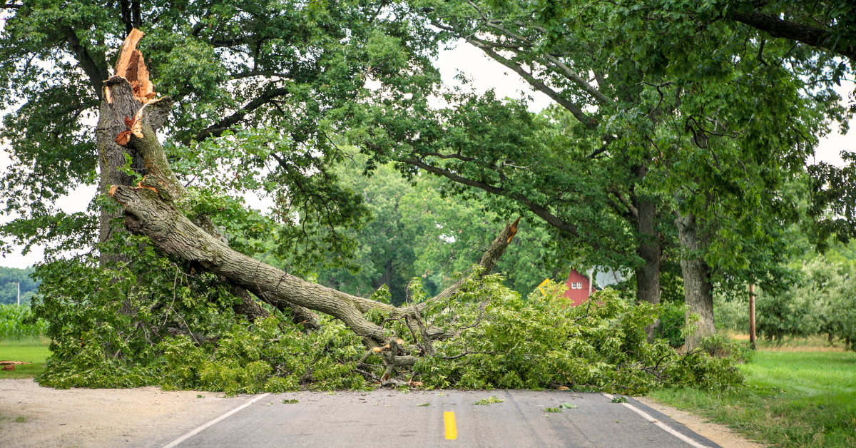 A large tree split and fallen across a rural Connecticut road after a damaging summer storm.